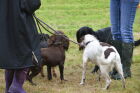 Meshaw Village Fete 2024